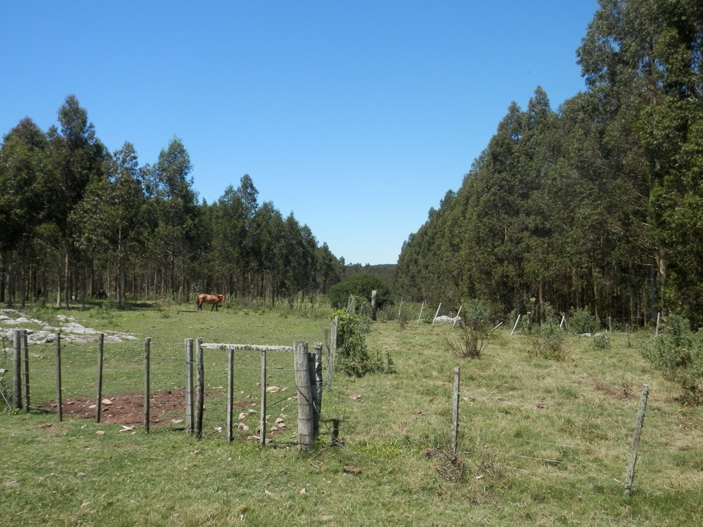 Excellent Forestry Farms In Rocha, Uruguay • Terramar Farmlands